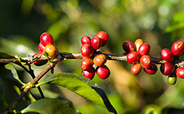 Autour du café